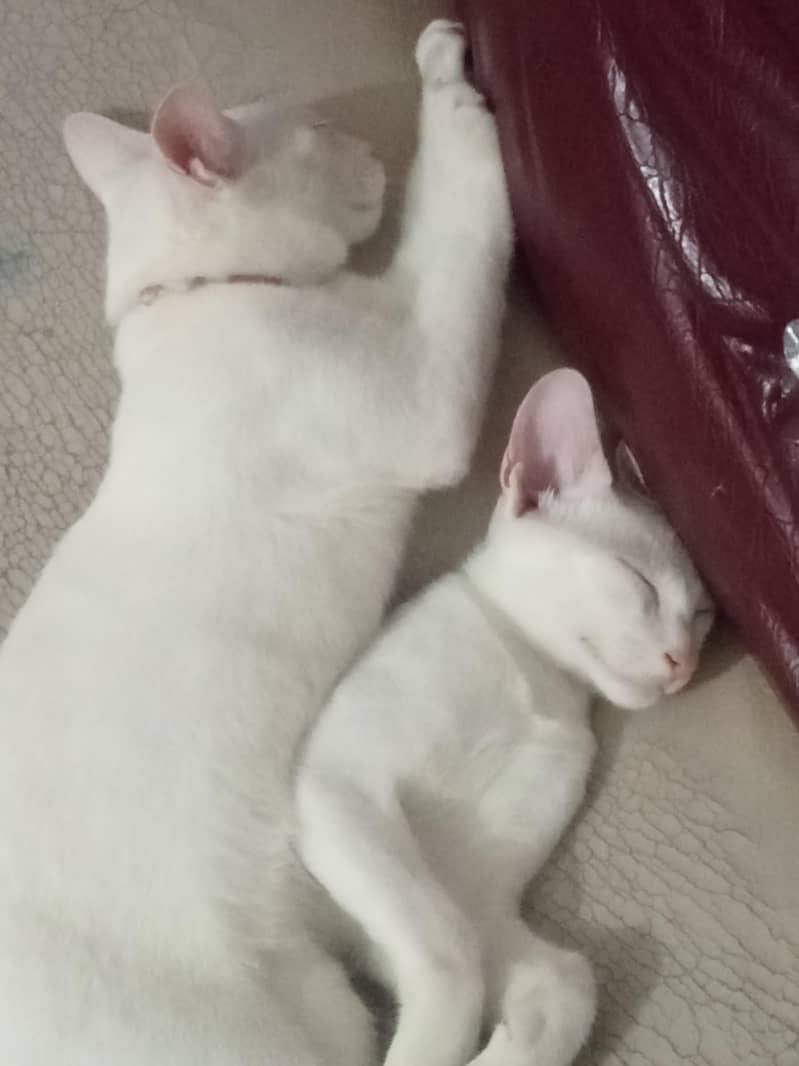 2 cats 1