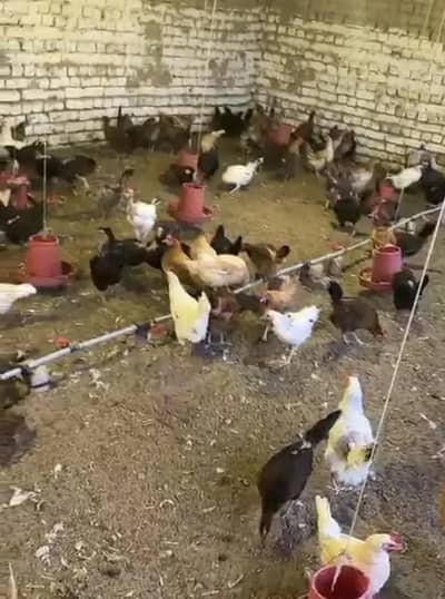گولڈن مصری مرغیاں