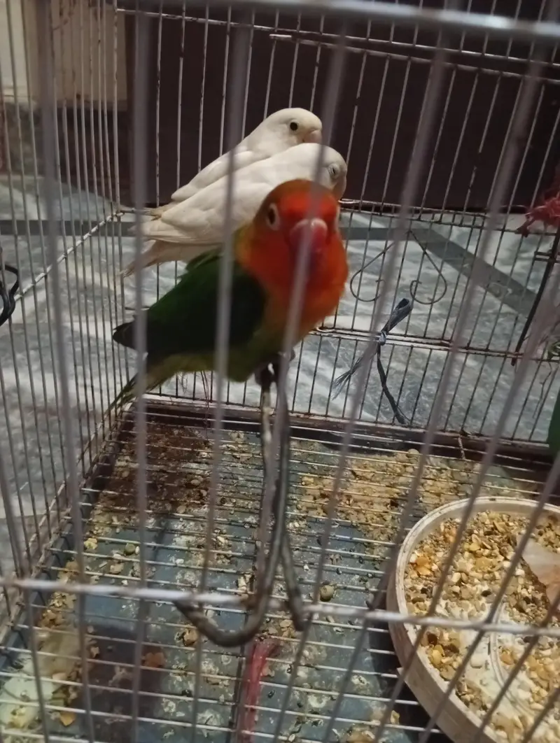 Beautiful & Healthy Lovebirds for Sale Pair — photo 2