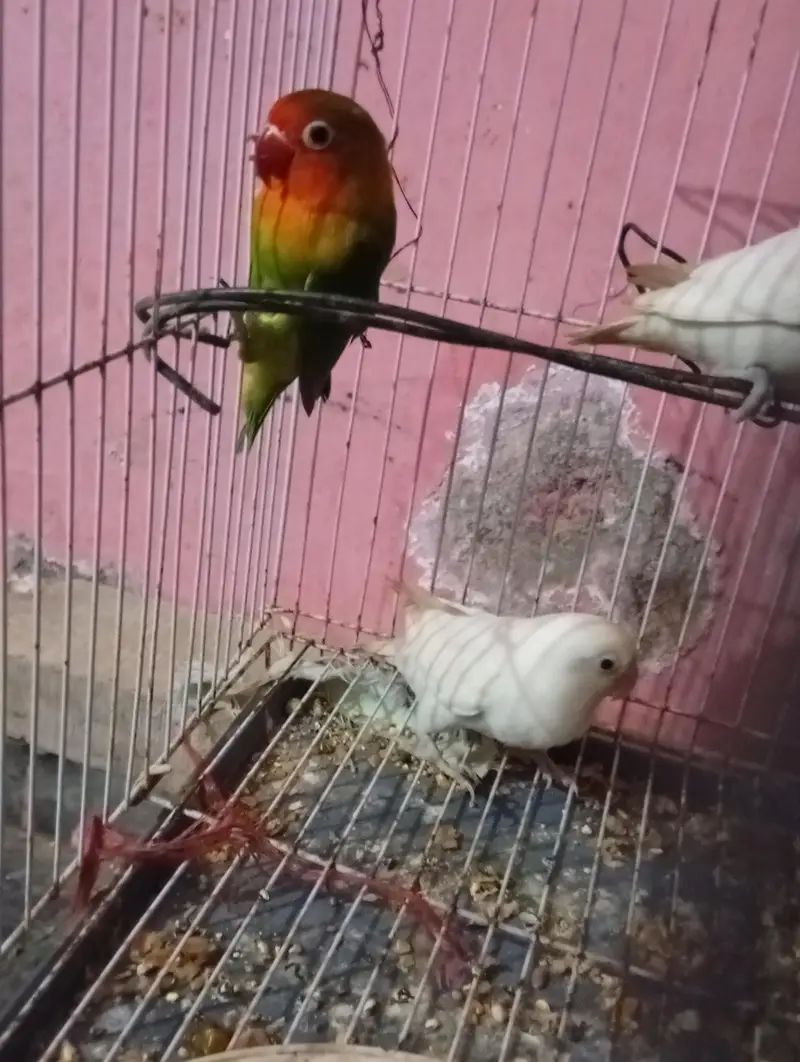 Beautiful & Healthy Lovebirds for Sale Pair — photo 3