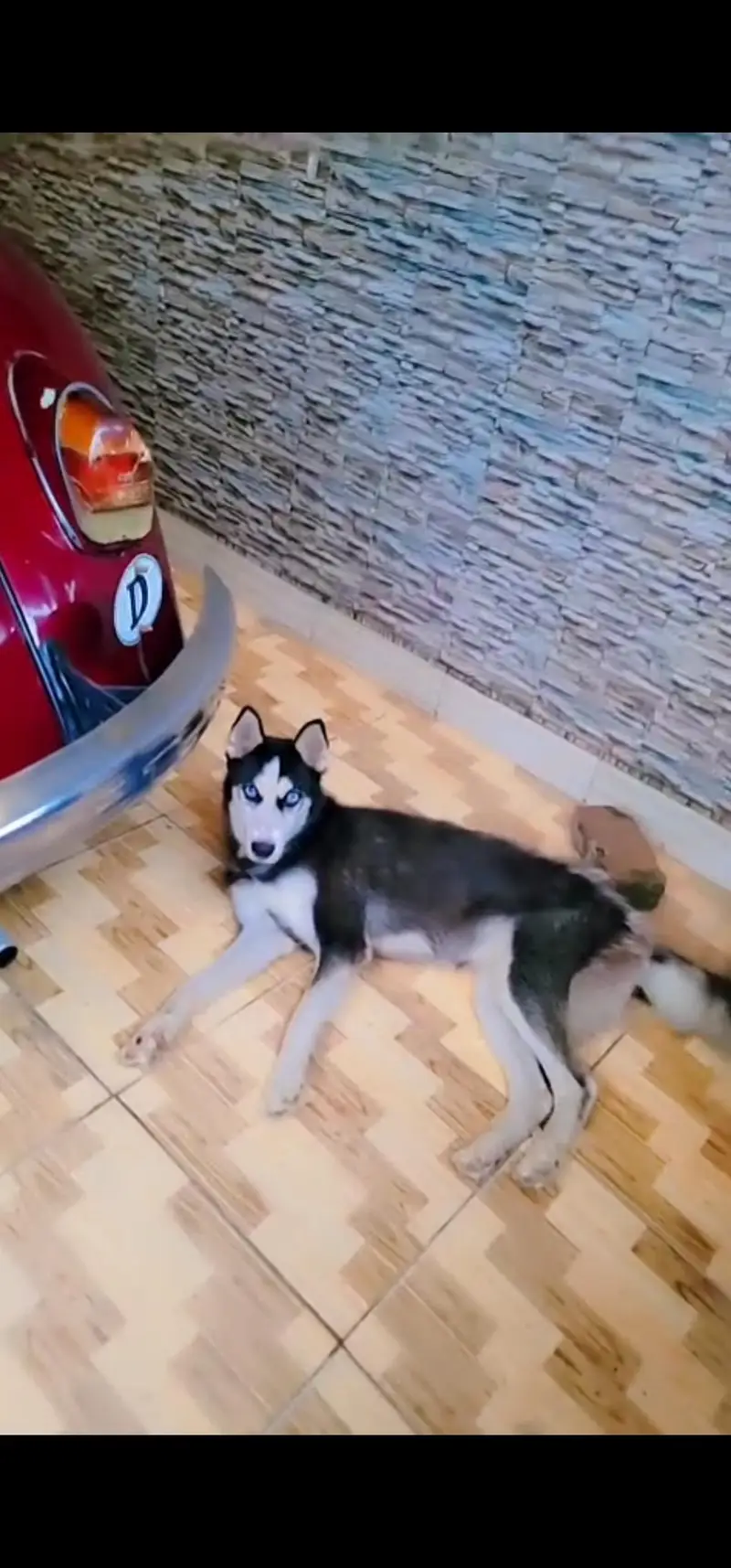 7 month husky for sale — photo 2