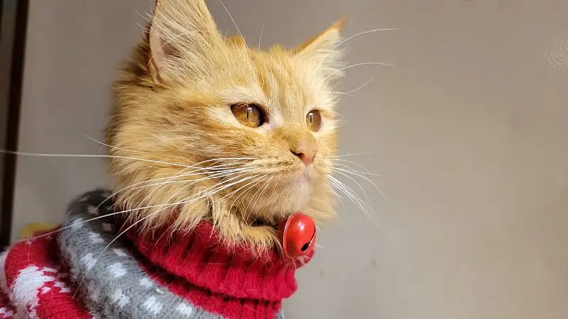 Persian female cat — photo 2