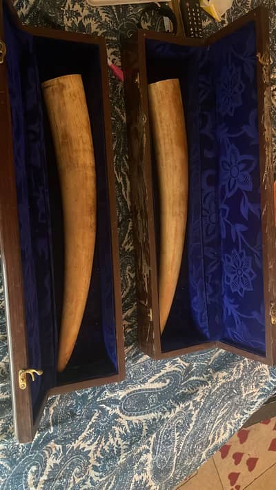 Ivory