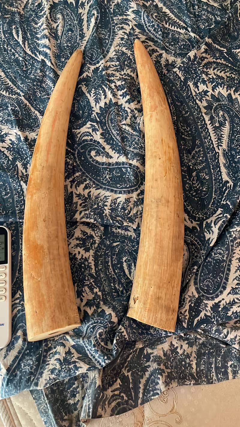 Ivory 1