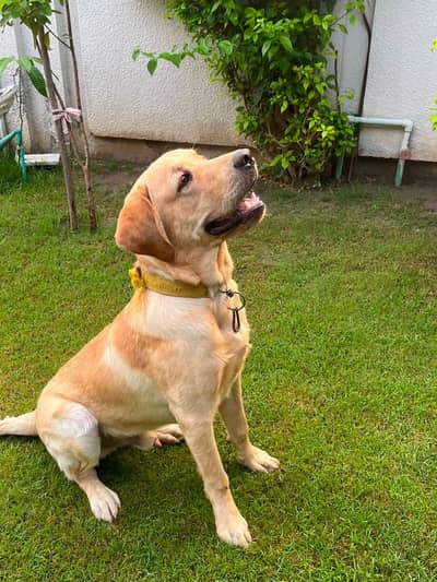 British Labrador pure breed
