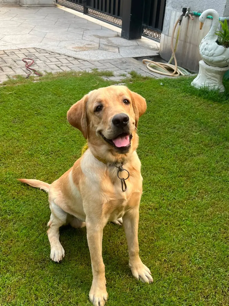 British Labrador pure breed — photo 2