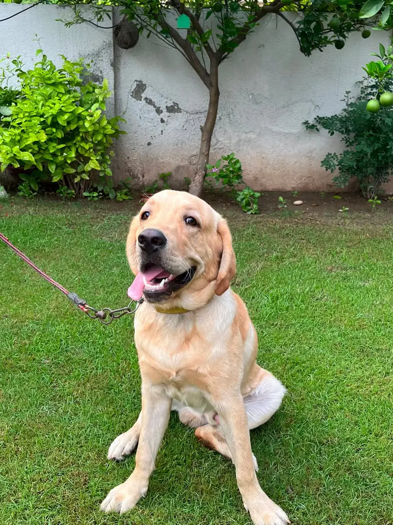 British Labrador pure breed — photo 3