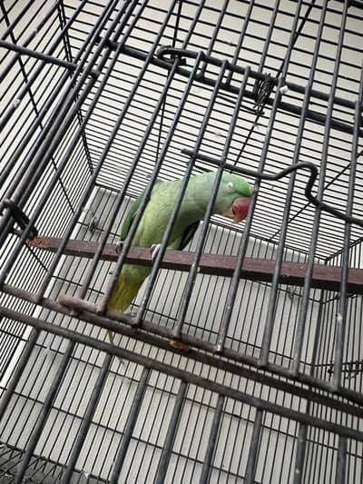 Raw Parrot