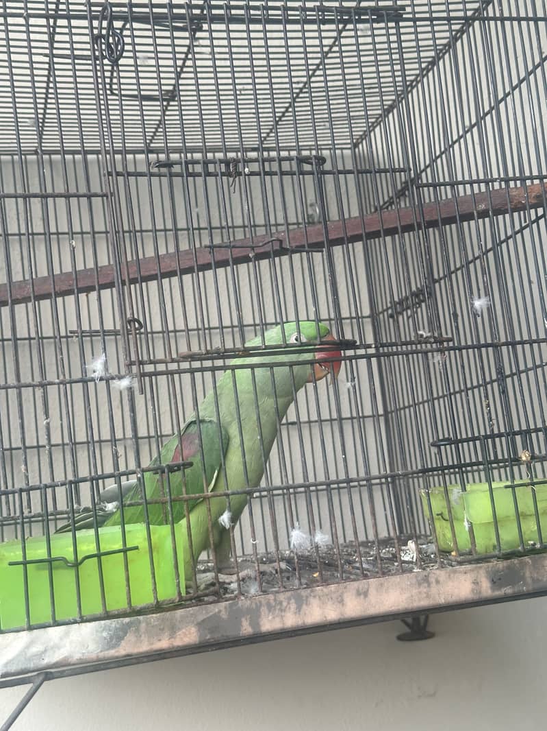 Raw Parrot 1