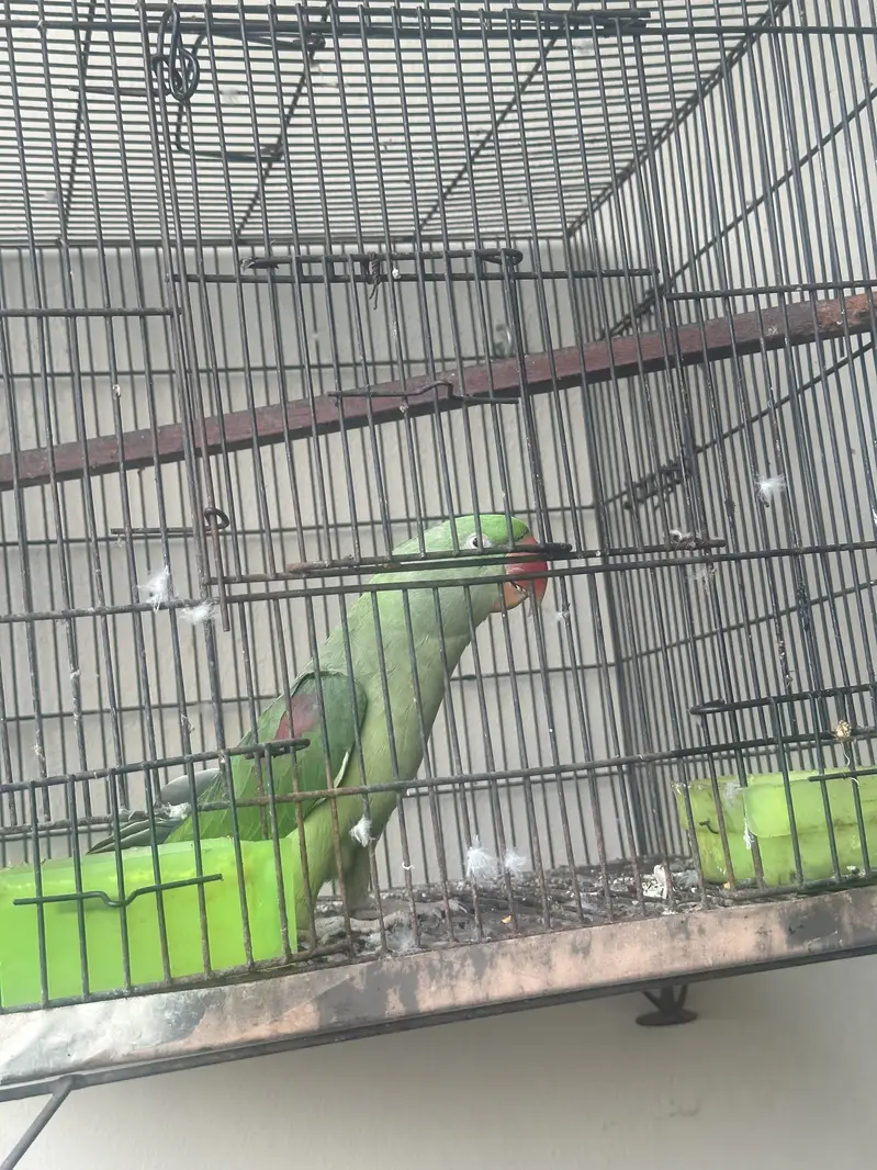 Raw Parrot — photo 2