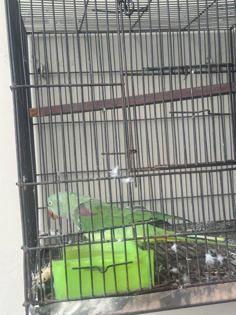 Raw Parrot 2