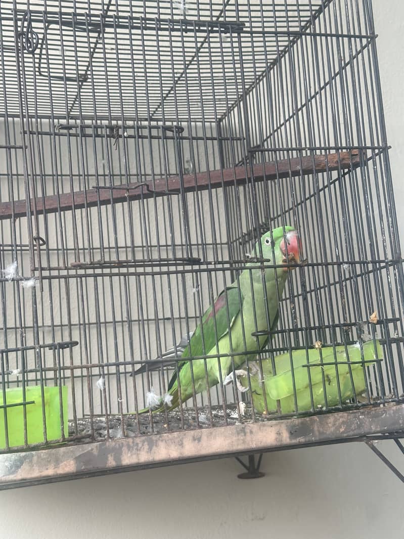 Raw Parrot 3