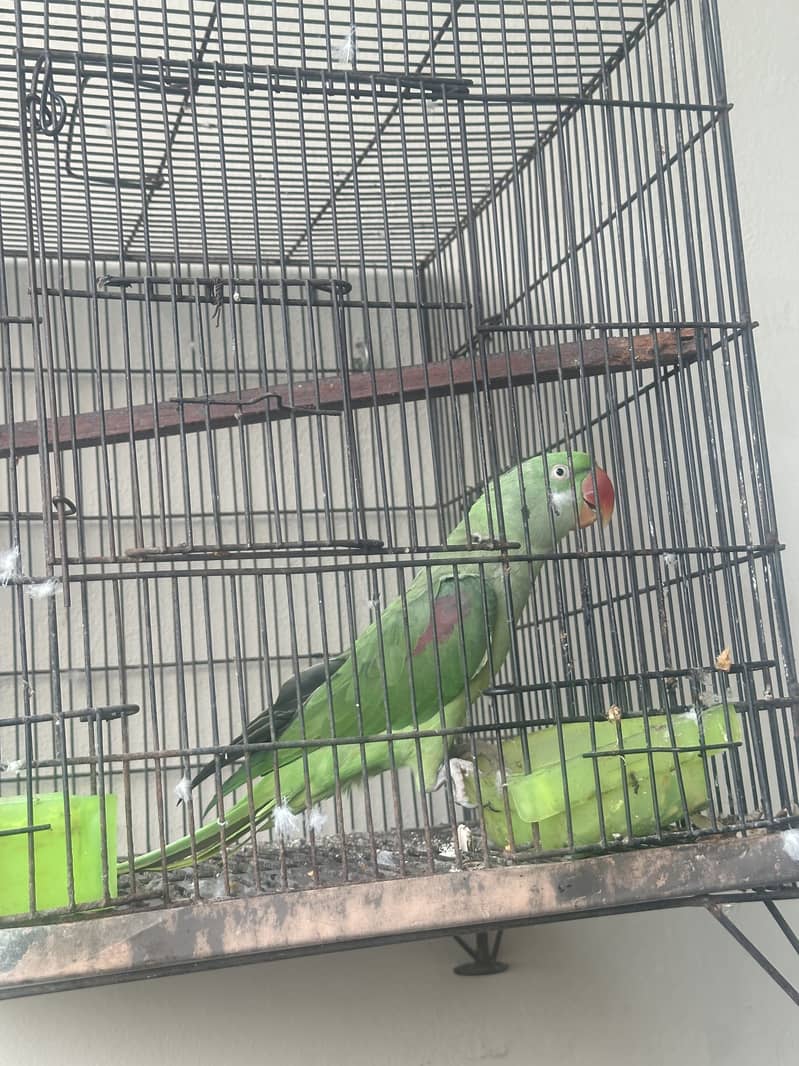 Raw Parrot 4
