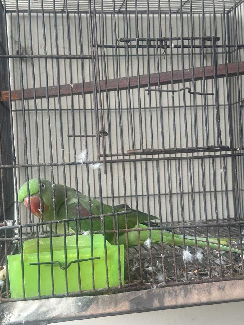 Raw Parrot 5
