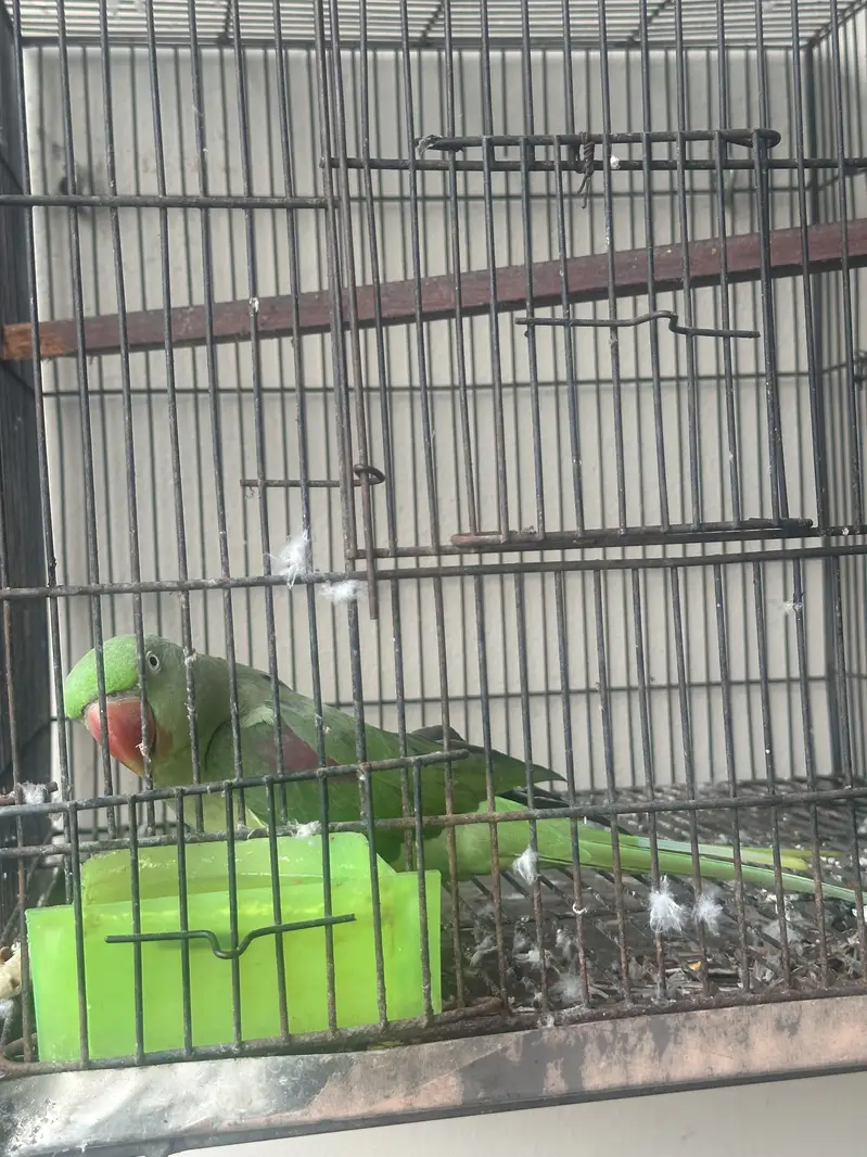 Raw Parrot — photo 6