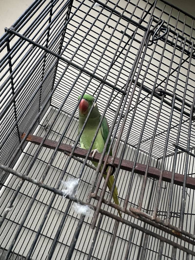Raw Parrot 6