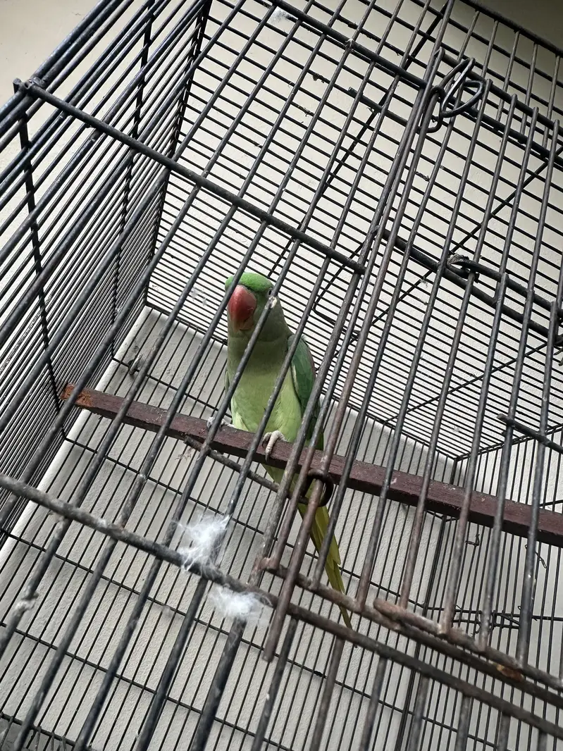 Raw Parrot — photo 7
