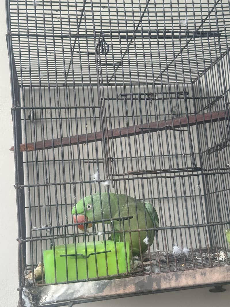 Raw Parrot 7
