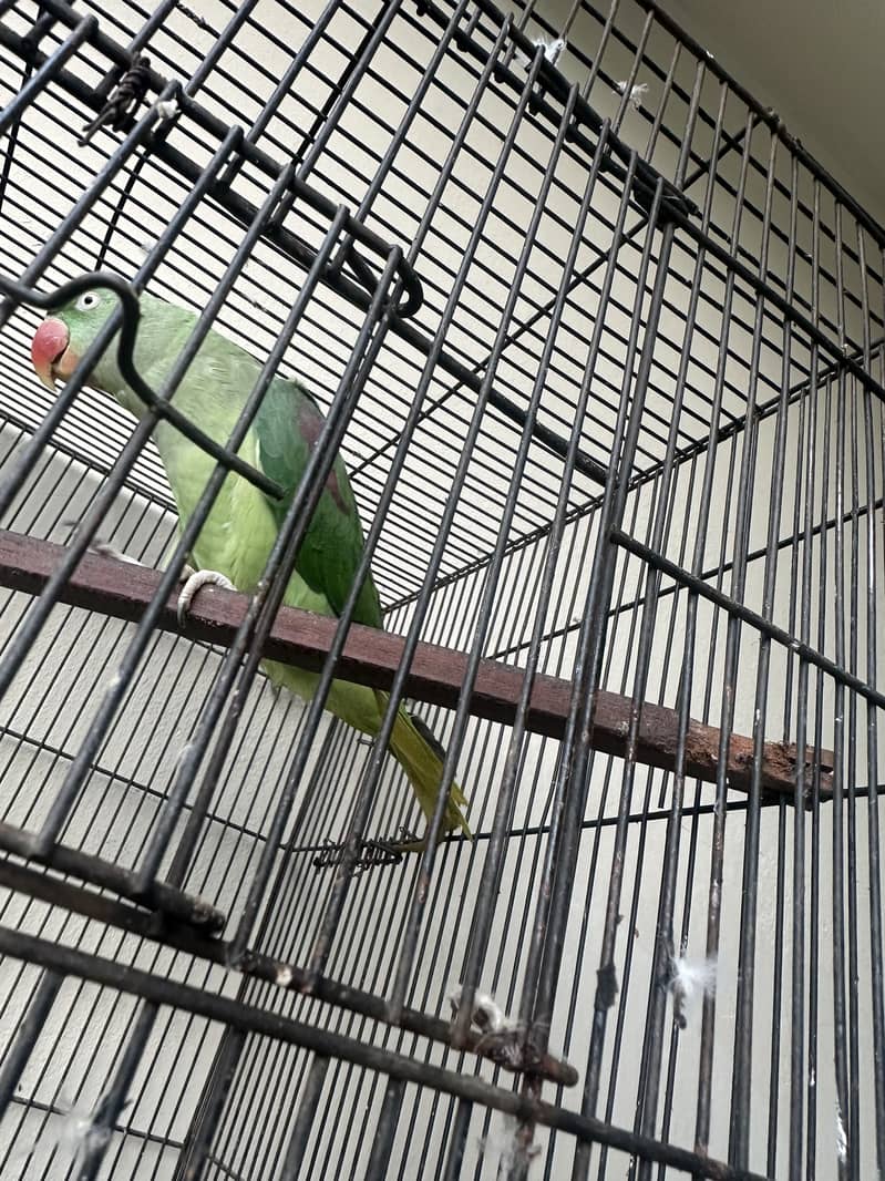 Raw Parrot 8