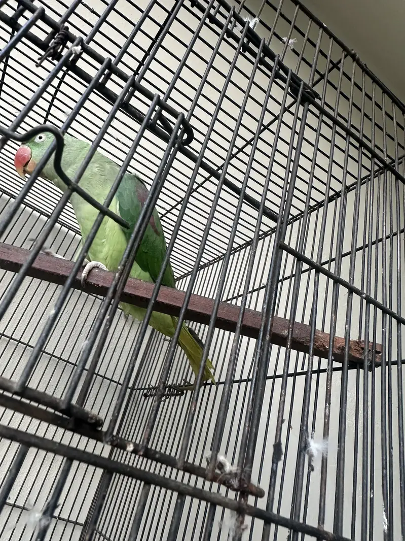 Raw Parrot — photo 9