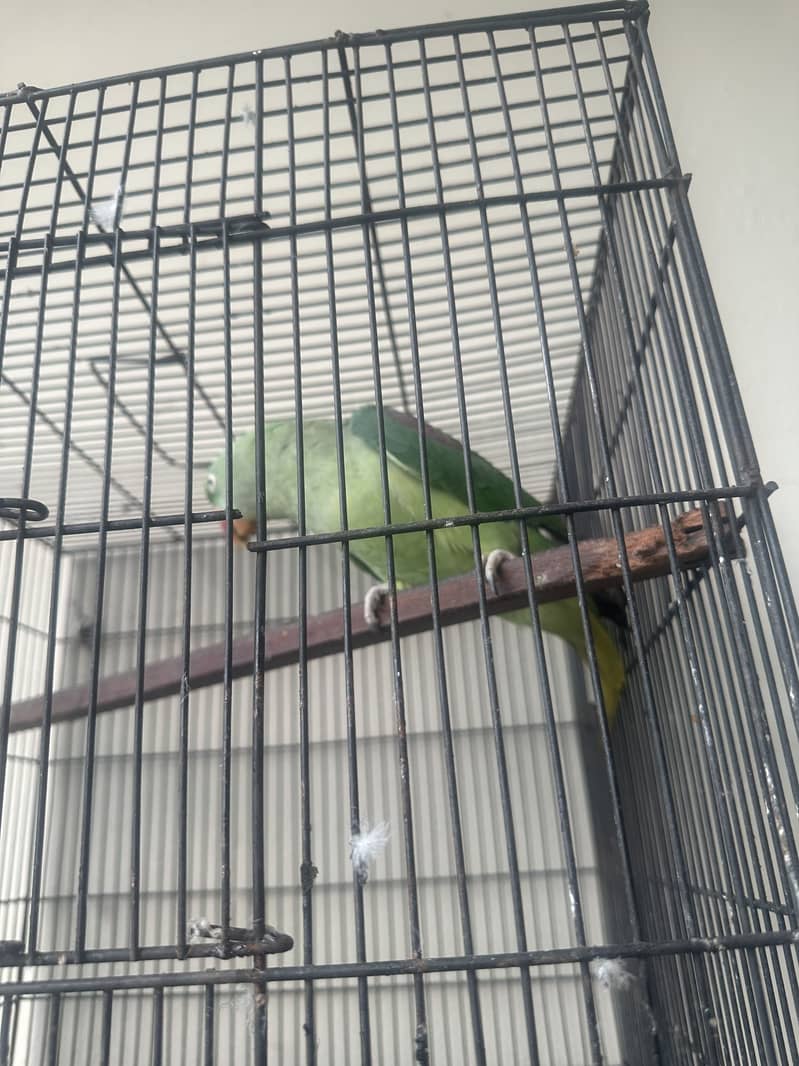 Raw Parrot 9