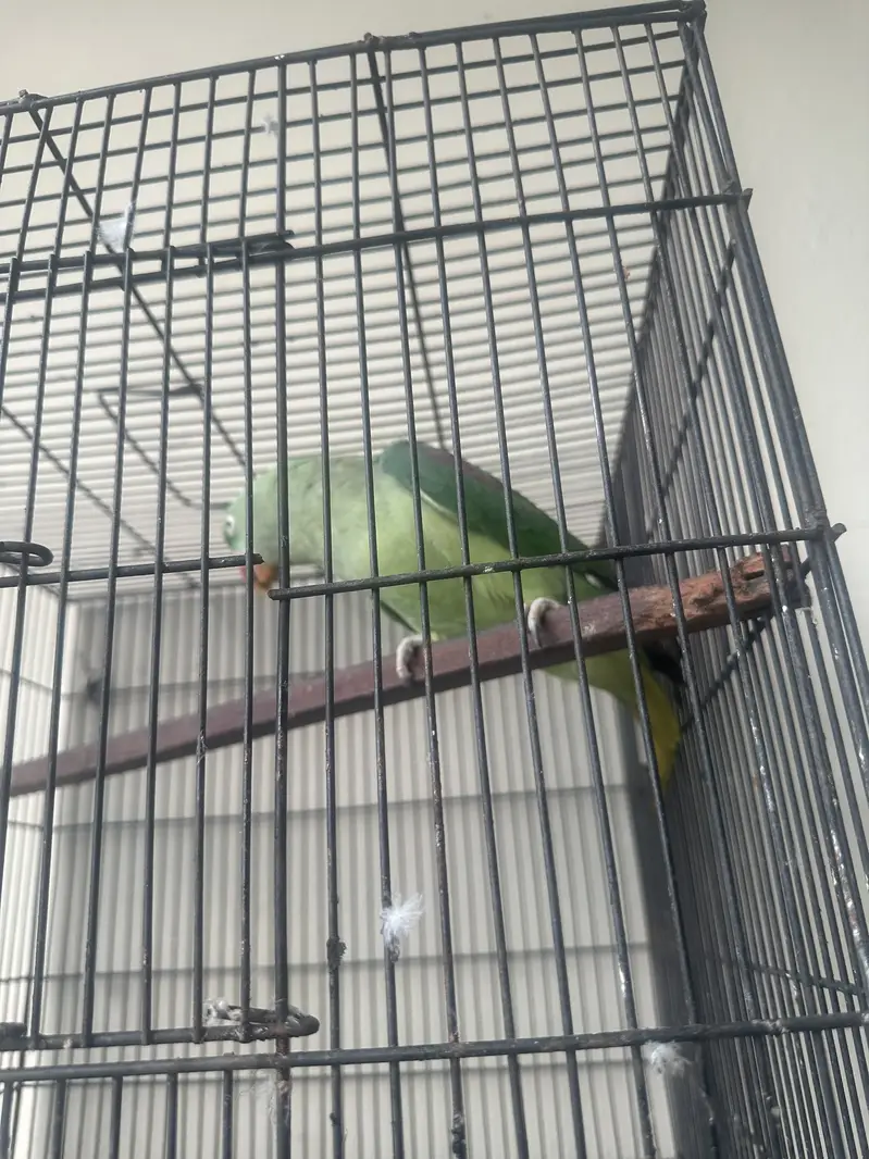 Raw Parrot — photo 10