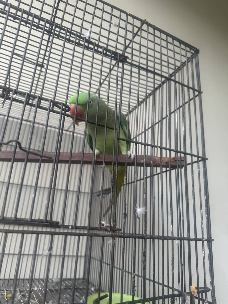 Raw Parrot 10