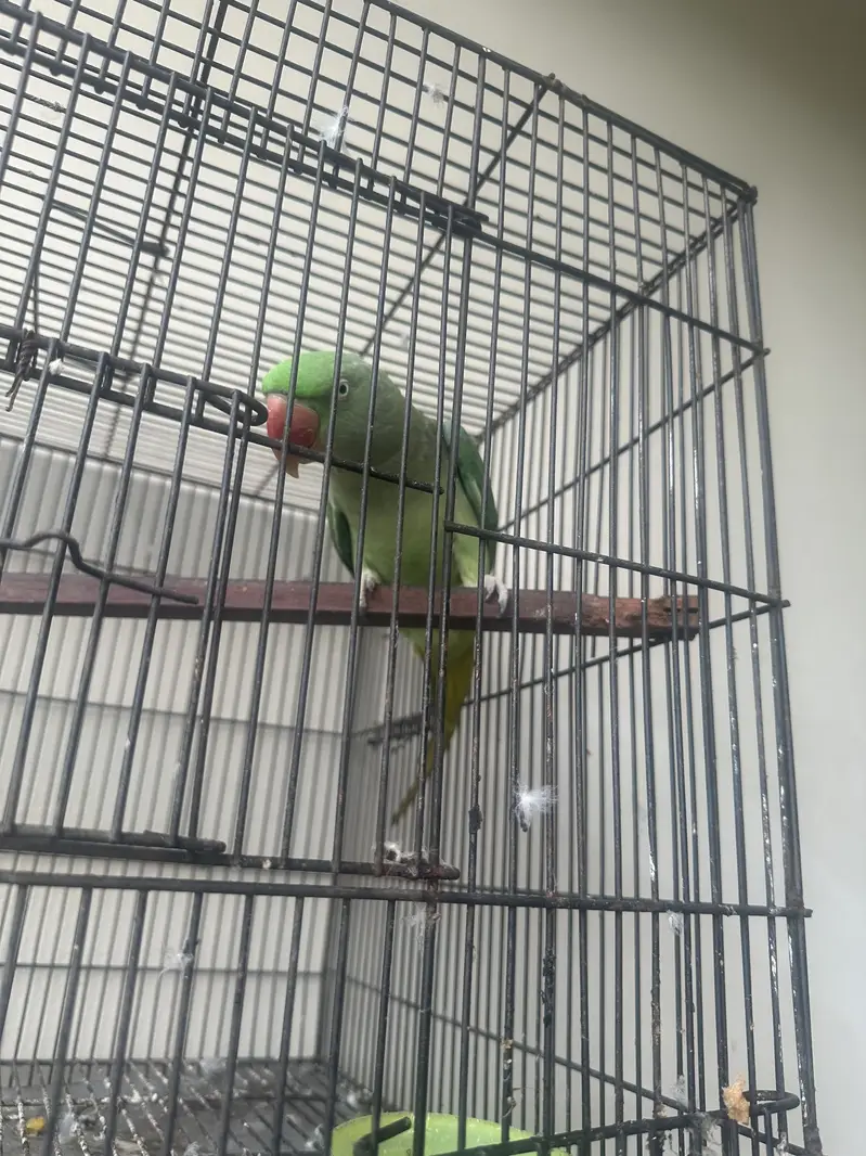 Raw Parrot — photo 11
