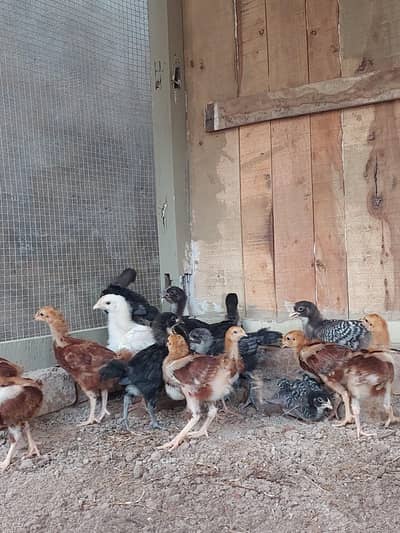 Heritage hens beautifull chicks/chuzay/for sale in Multan