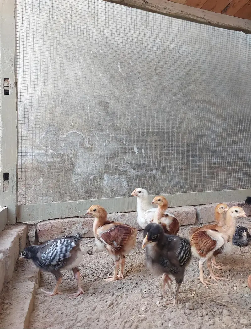 Heritage hens beautifull chicks/chuzay/for sale in Multan — photo 2