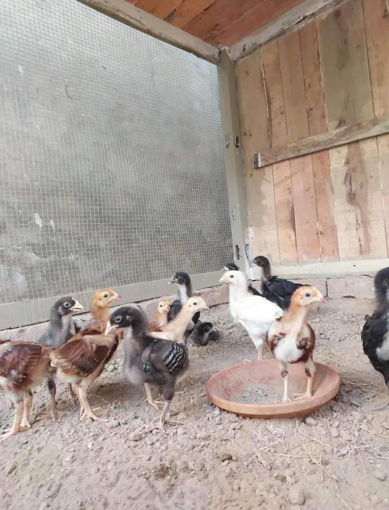Heritage hens beautifull chicks/chuzay/for sale in Multan — photo 3
