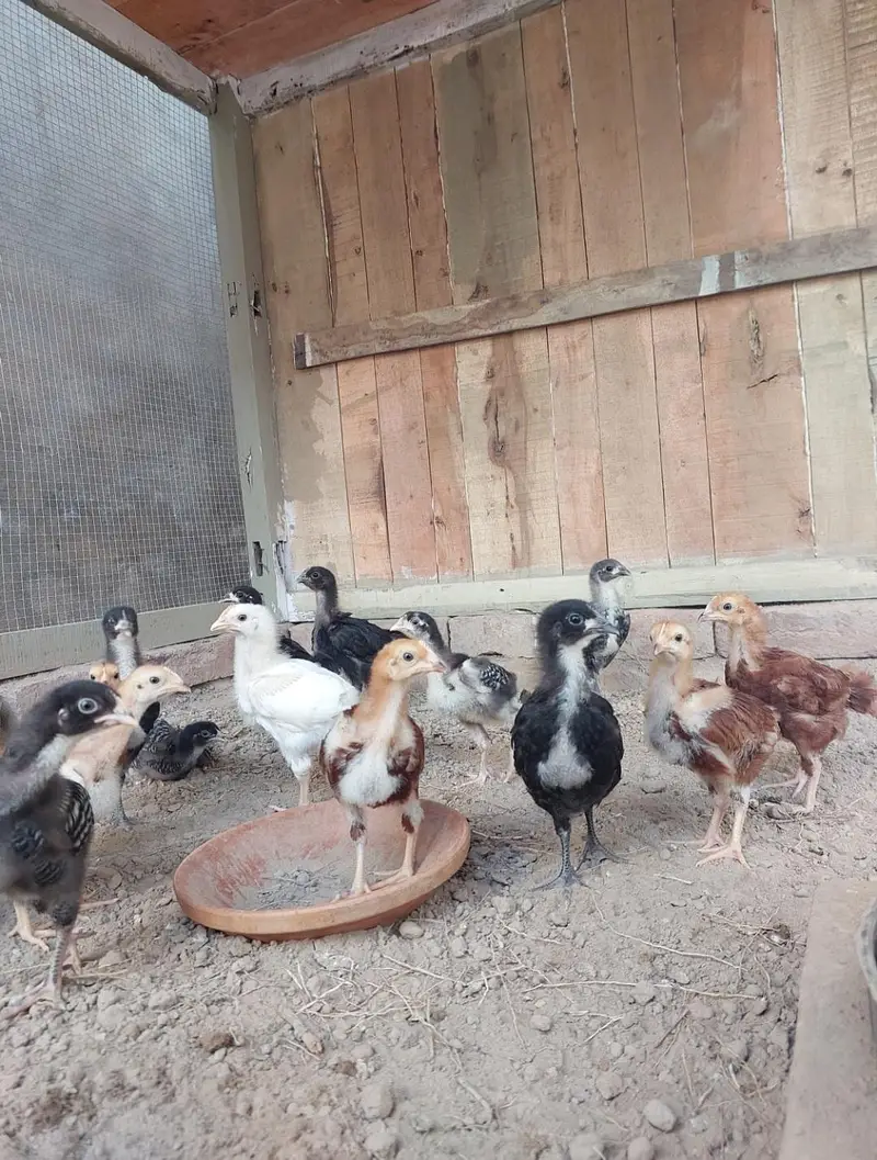 Heritage hens beautifull chicks/chuzay/for sale in Multan — photo 4