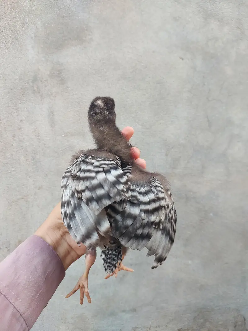 Heritage hens beautifull chicks/chuzay/for sale in Multan — photo 5