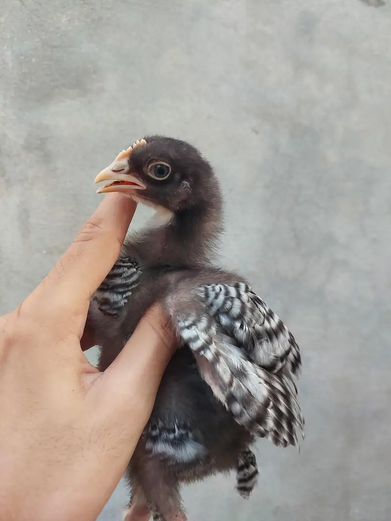 Heritage hens beautifull chicks/chuzay/for sale in Multan — photo 6