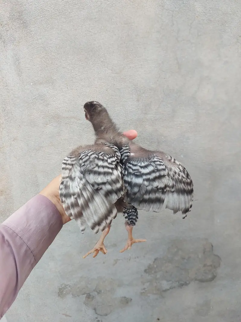 Heritage hens beautifull chicks/chuzay/for sale in Multan — photo 7
