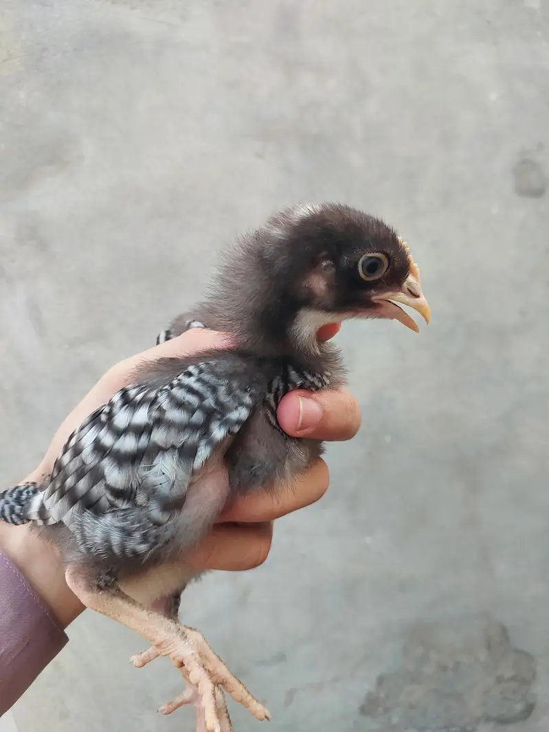 Heritage hens beautifull chicks/chuzay/for sale in Multan — photo 8