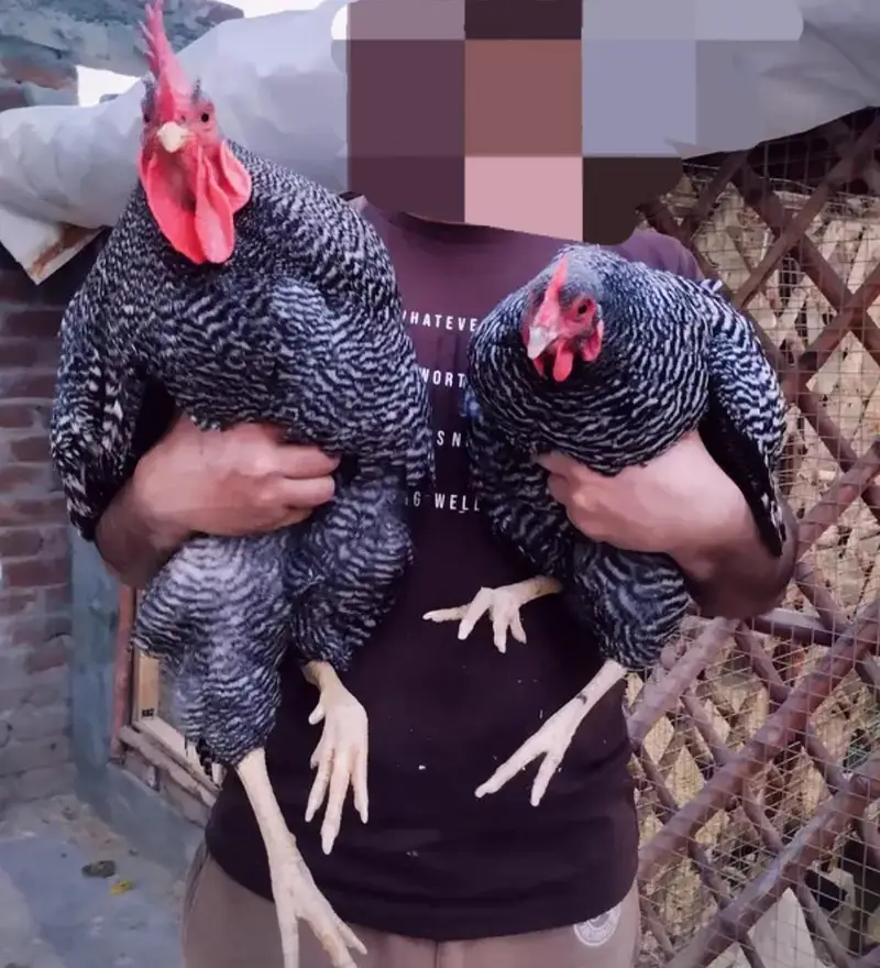 Heritage hens beautifull chicks/chuzay/for sale in Multan — photo 9