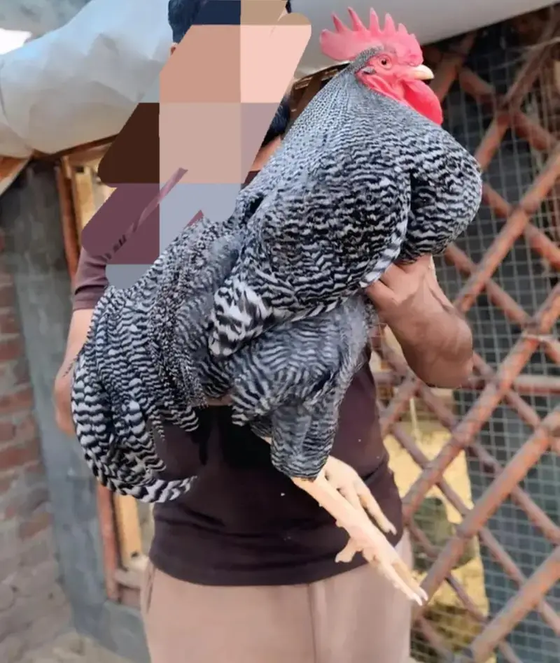 Heritage hens beautifull chicks/chuzay/for sale in Multan — photo 10
