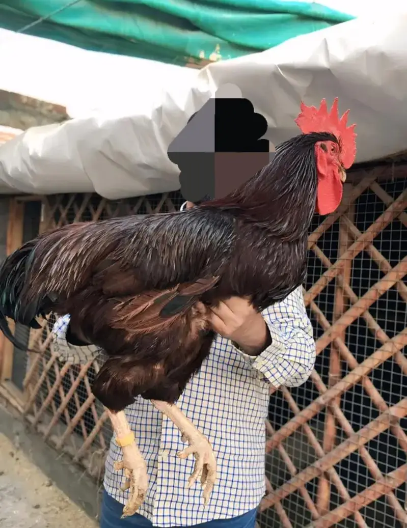 Heritage hens beautifull chicks/chuzay/for sale in Multan — photo 11