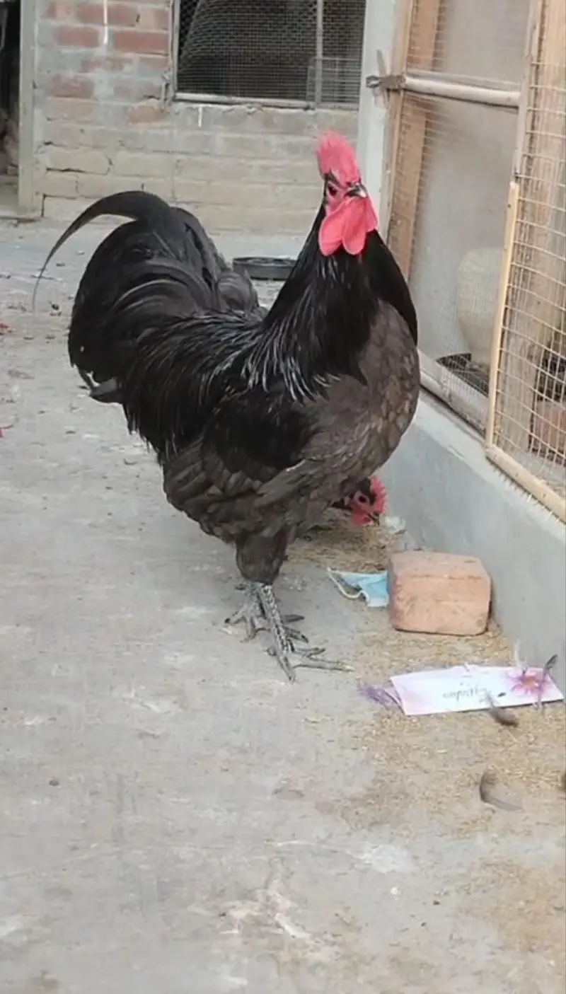 Heritage hens beautifull chicks/chuzay/for sale in Multan — photo 12