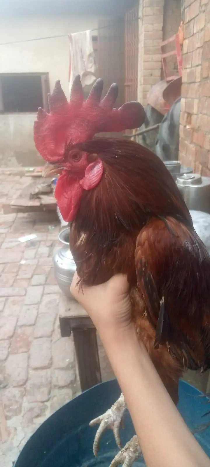 4 female 1male — photo 2