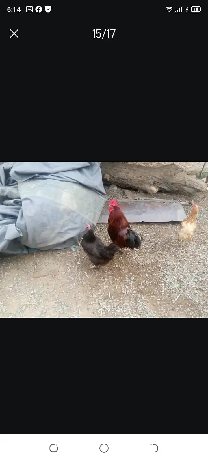 4 female 1male — photo 5