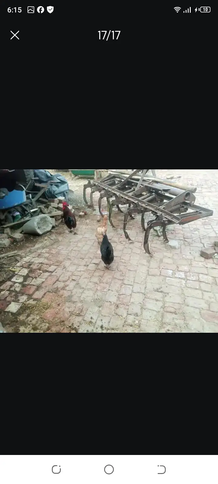 4 female 1male — photo 6