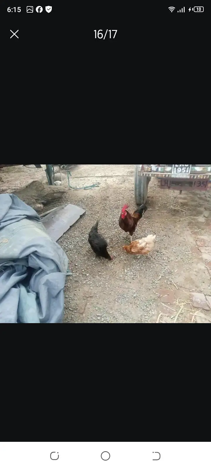 4 female 1male — photo 7
