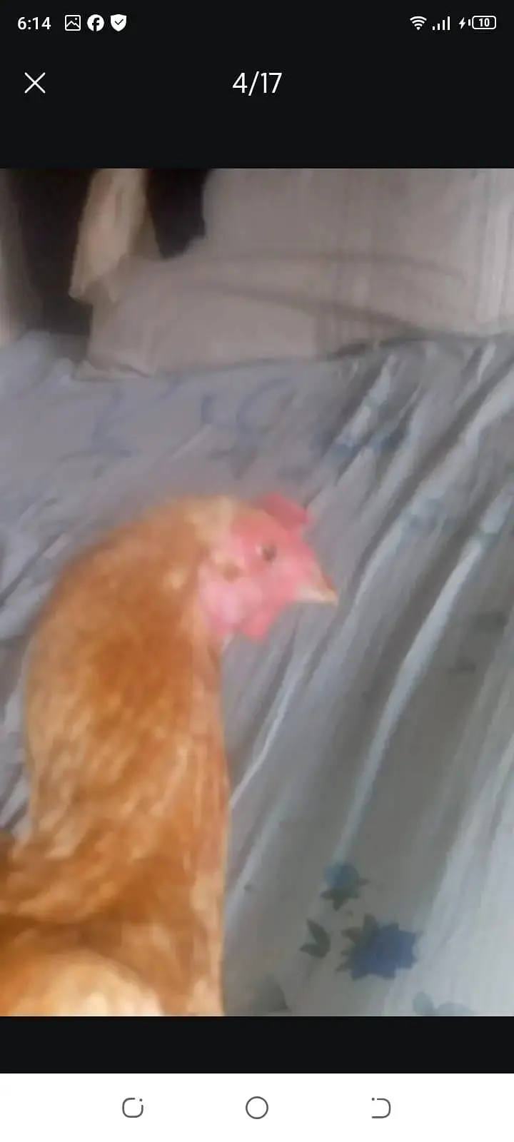 4 female 1male — photo 8