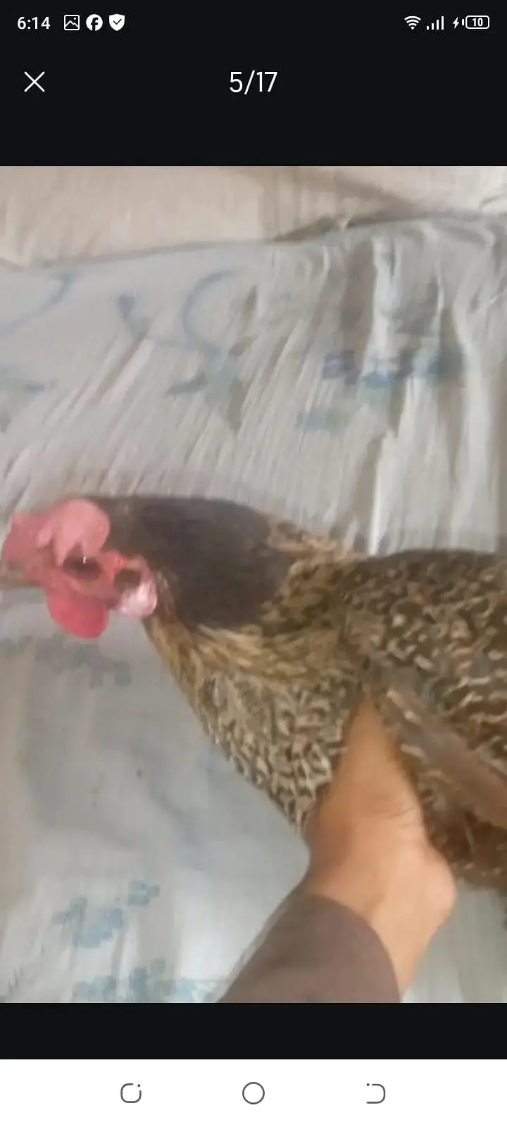 4 female 1male — photo 9