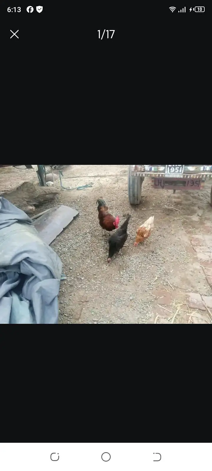 4 female 1male — photo 10