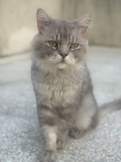 Persian male Cat