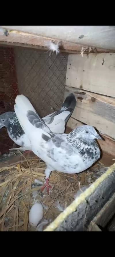 Breedar Birds