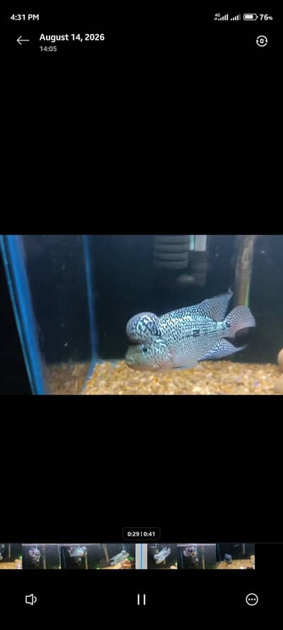 Flowerhorn fish Male